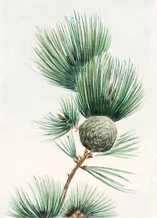 Flowers and plants illustration by Megata Morikaga