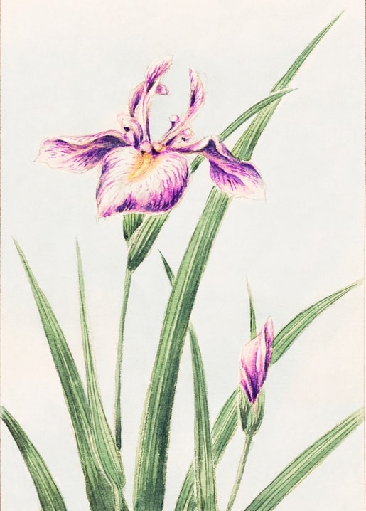 Flowers and plants illustration by Megata Morikaga