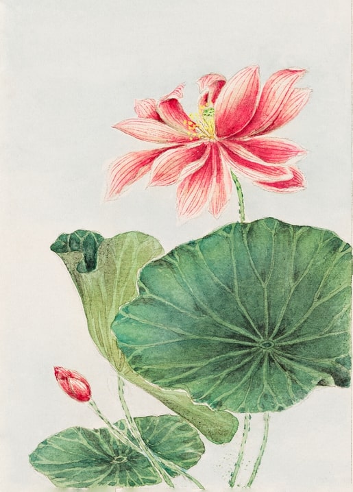 Flowers and plants illustration by Megata Morikaga