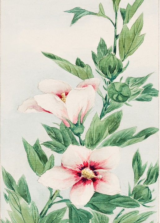 Flowers and plants illustration by Megata Morikaga