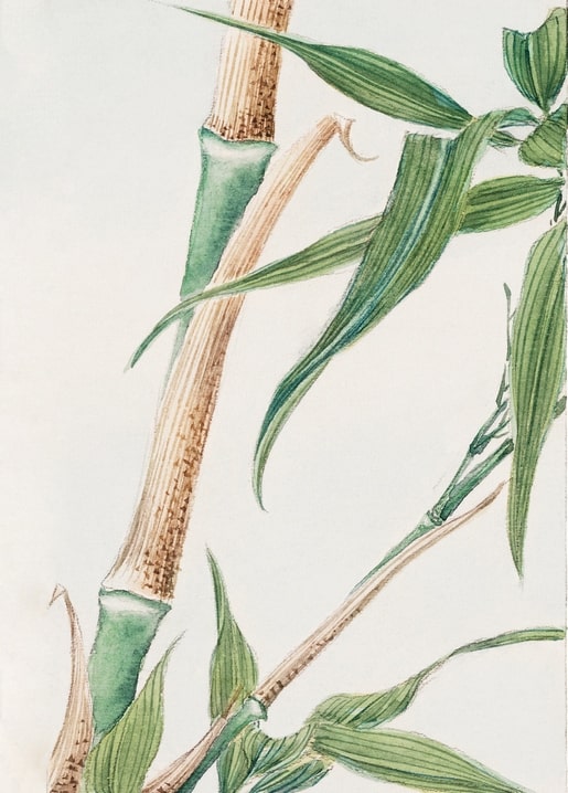 Flowers and plants illustration by Megata Morikaga