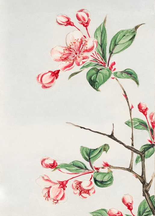 Flowers and plants illustration by Megata Morikaga