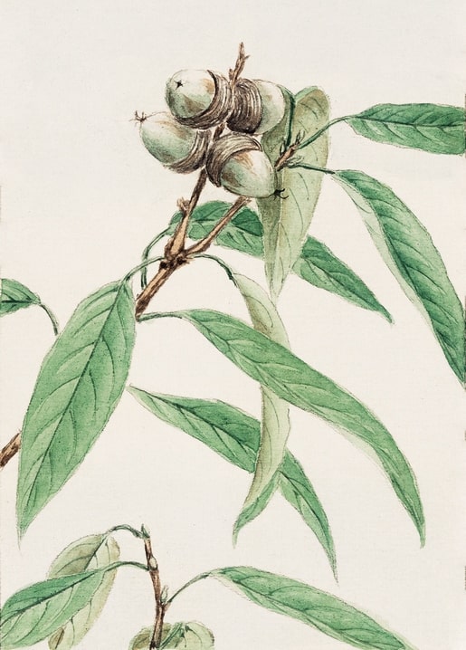 Flowers and plants illustration by Megata Morikaga