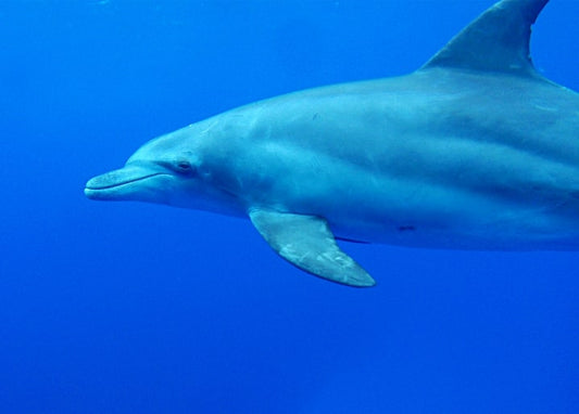 Close-up of a bottlenose dolphin swimming in deep blue ocean water