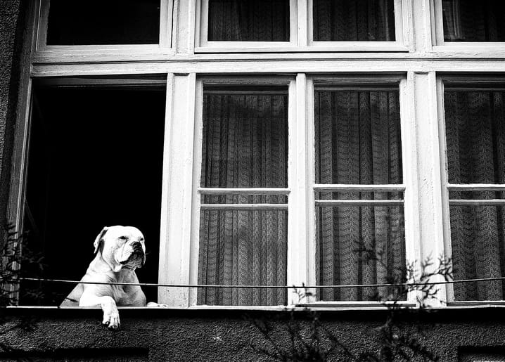 Black-and-white photo of a boxer dog resting its paws on a window ledge
