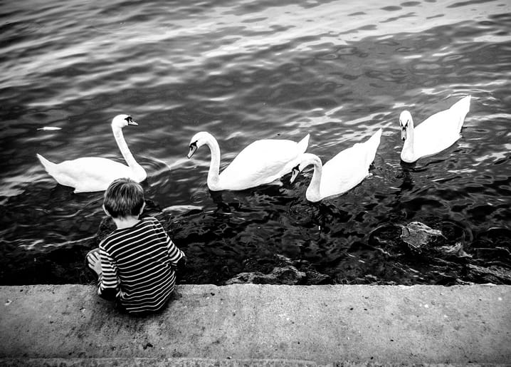 Black-and-white photo of a boy sitting at the water's edge watching five swans swim past