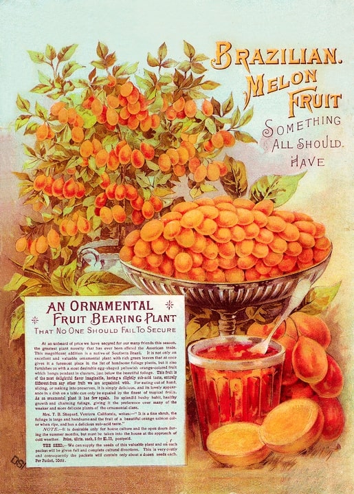 Vintage seed catalog cover for Brazilian Melon Fruit with a bowl of orange fruit and a glass of juice
