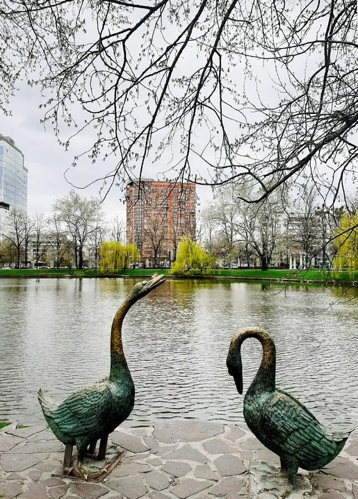 Bronze swan statues by the VDNG pond in Kyiv with budding willows