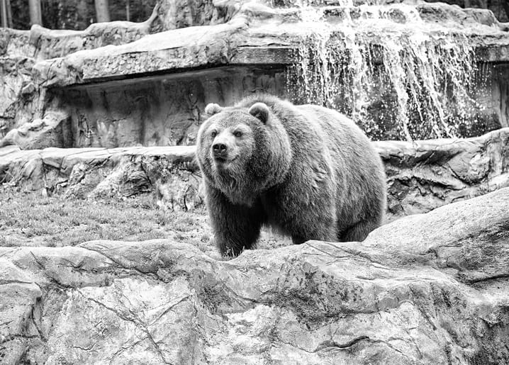 Black-and-white photo of a brown bear standing on rocks in front of a waterfall