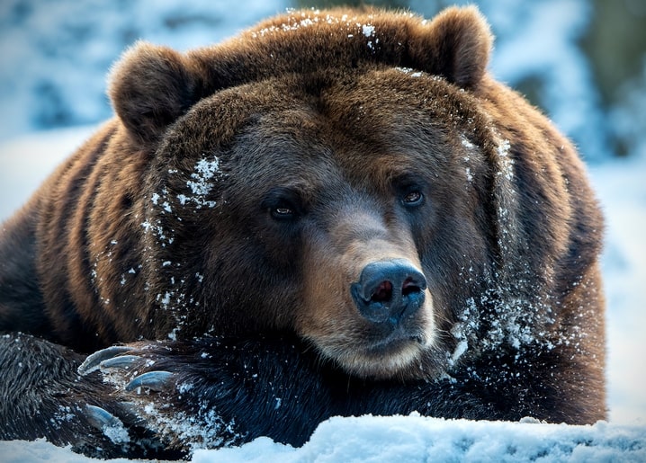 Close-up of a brown bear resting in snow, fur dusted with frost, calm gaze toward the camera