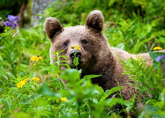 Brown bear sniffing a wild yellow flower amid ferns and purple blooms in a green forest