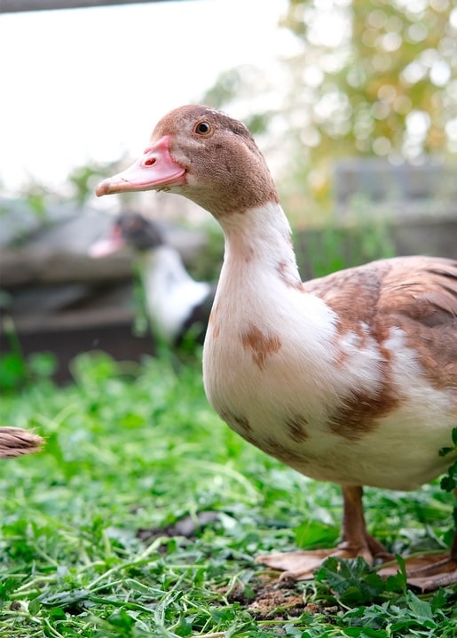 Brown-and-white duck standing in green grass with a second duck blurred behind