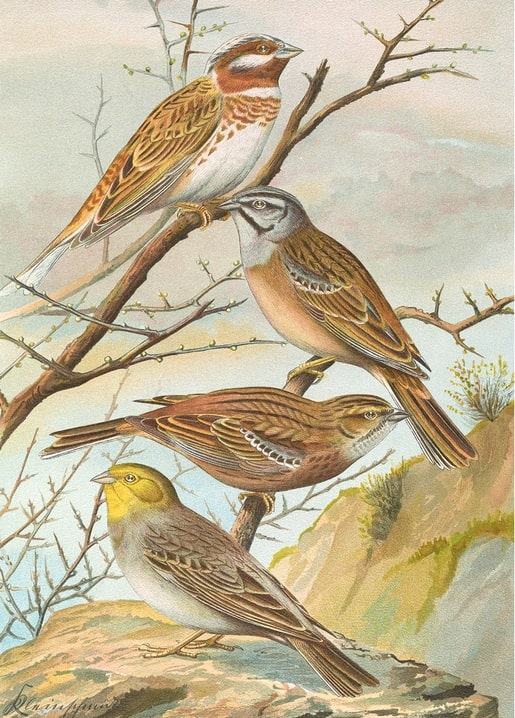 Vintage illustration of four buntings — pale, grey, rufous, and yellow-headed — on branches and rocks