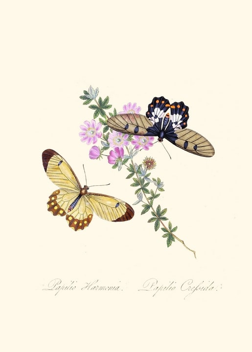 Vintage-Illustration zweier Schmetterlinge, Papilio Harmonia und Papilio Crespida, auf rosa Blüten