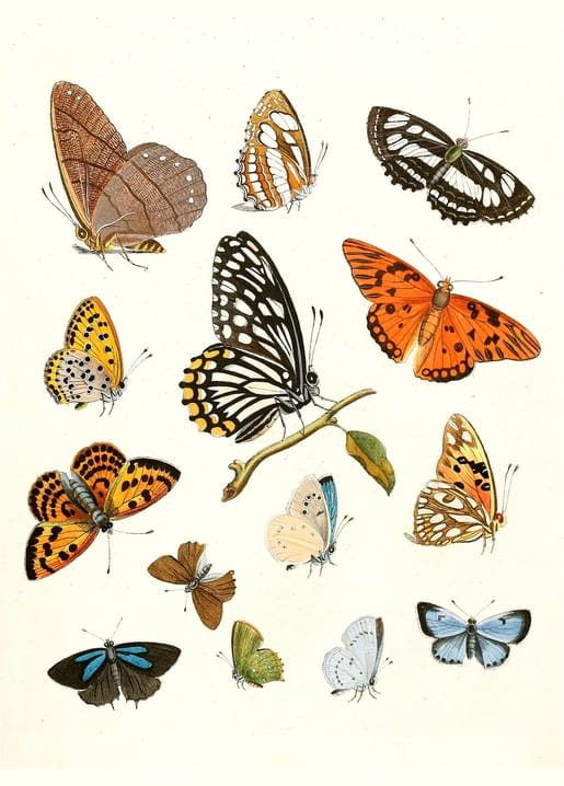 Hand-colored engraving of over a dozen butterflies in orange, black, cream and blue arranged on a page