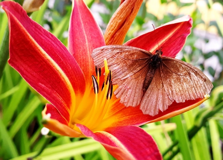 Brown butterfly resting on the petals of a vivid red daylily flower