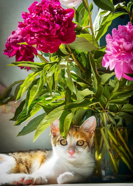Calico kitten peeking out from beneath a bouquet of deep pink peonies
