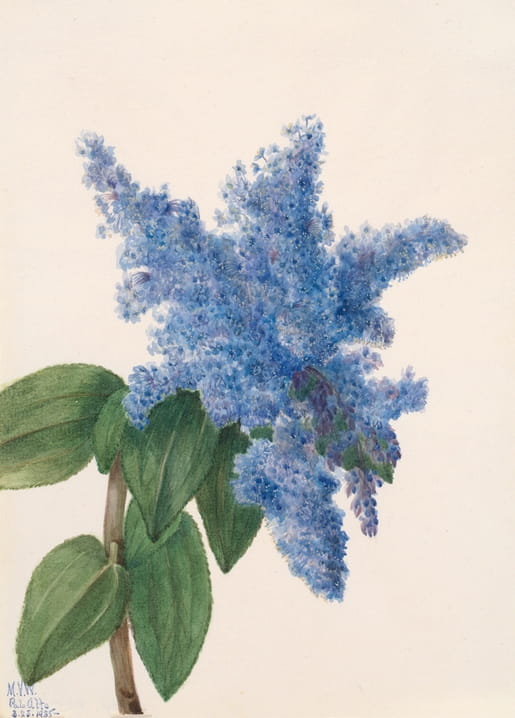 Watercolor of blue California lilac blossom clusters with green leaves, by Mary Vaux Walcott