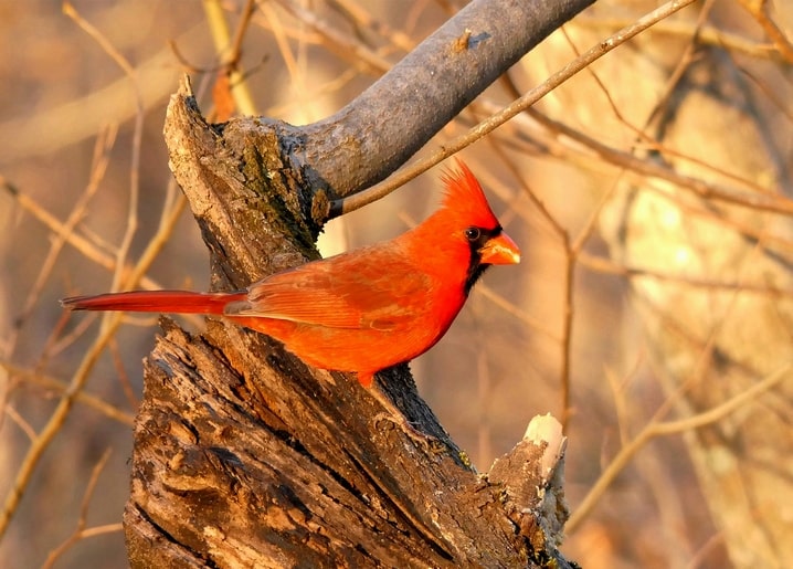 Northern cardinal perched on a broken tree stump against blurred autumn foliage
