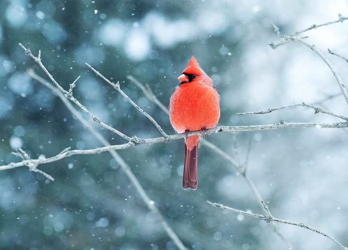 Bright red cardinal perched on a bare branch as snow falls