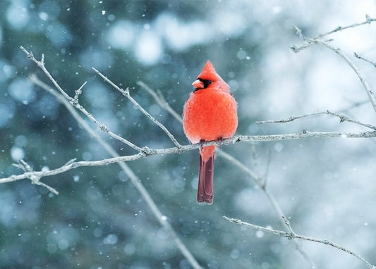 Bright red cardinal perched on a bare branch as snow falls