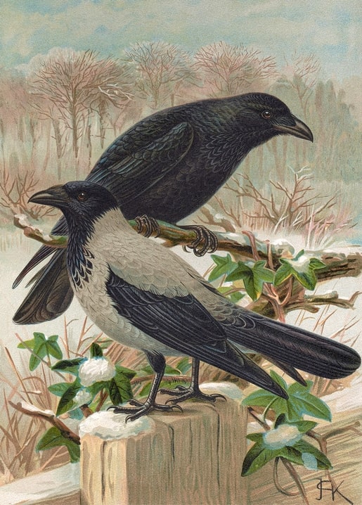 Carrion crow and hooded crow on a snowy fence post, vintage ornithological illustration