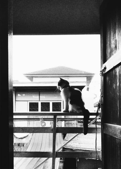 Flauschige Katze auf einem Balkongeländer vor Ziegeldächern, Schwarzweißfoto