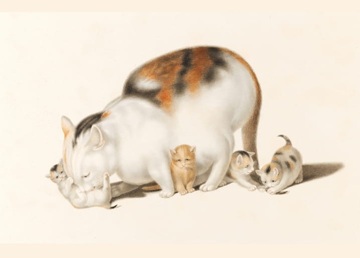 Illustration of a calico mother cat grooming a kitten beside three other kittens, by Gottfried Mind.