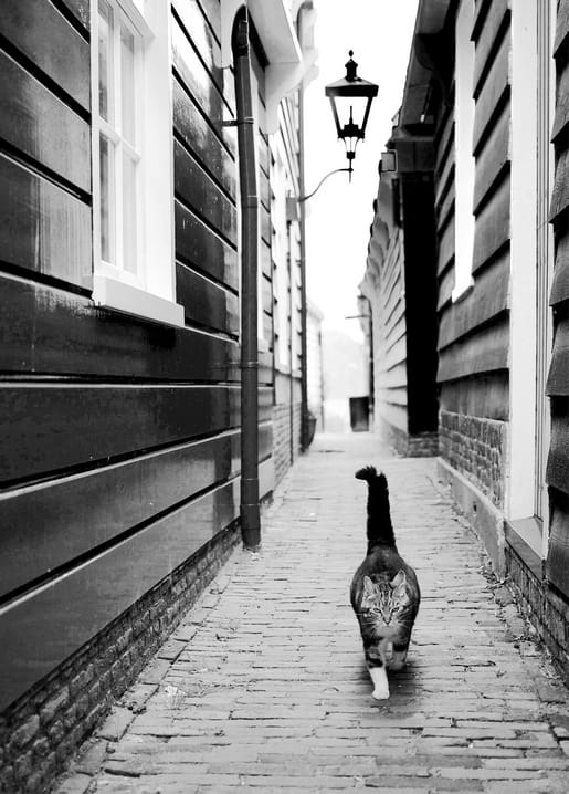 Getigerte Katze läuft durch schmale gepflasterte Gasse zwischen dunklen Holzhäusern, Schwarzweißfoto