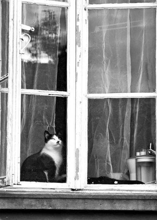 A black-and-white cat sits on an open windowsill behind a sheer curtain.