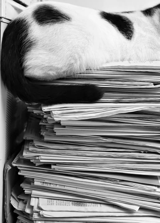 Schwarzweißfoto von Schwanz und Pfote einer zweifarbigen Katze auf einem Papierstapel