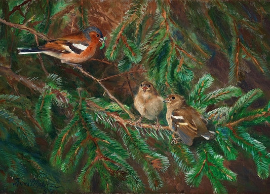 Buchfinkmännchen füttert Jungvögel auf einem Fichtenzweig, Gemälde von Bruno Liljefors.