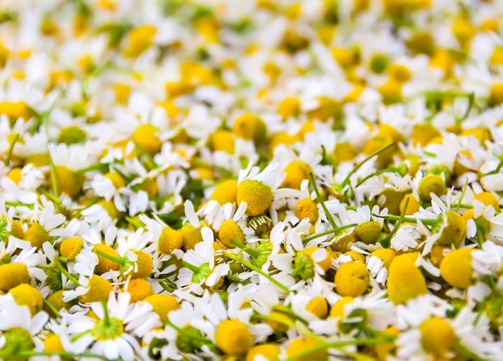 Dense field of white chamomile flowers with golden centers in a sunlit meadow