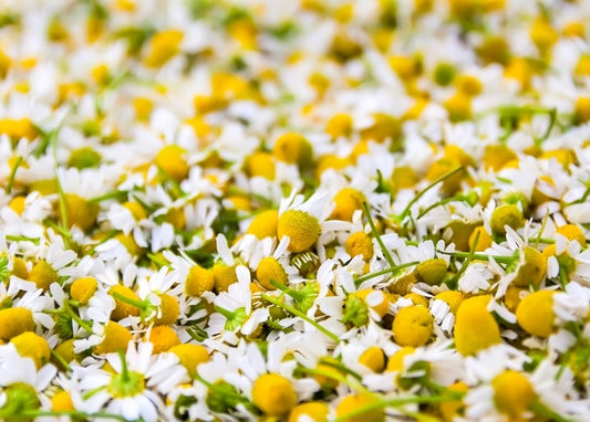 Dense field of white chamomile flowers with golden centers in a sunlit meadow