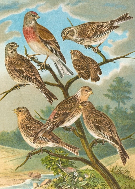 Flock of seven Chechitka finches on branches, one male with a rosy breast, vintage illustration