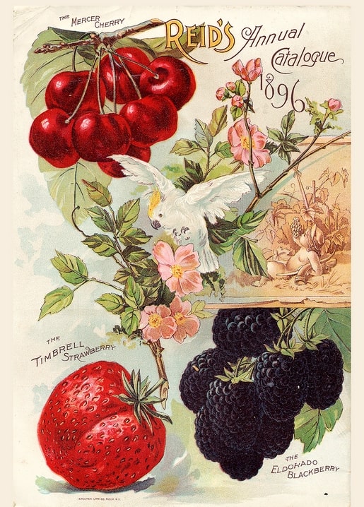 Vintage 1896 catalogue cover with ripe cherries, pink wild roses, a white cockatoo, strawberry and blackberries