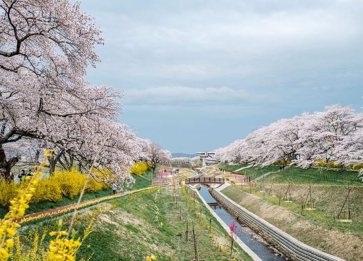 Cherry blossom trees along a canal with a wooden bridge and yellow forsythia in bloom