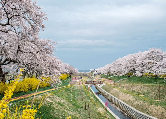 Cherry blossom trees along a canal with a wooden bridge and yellow forsythia in bloom