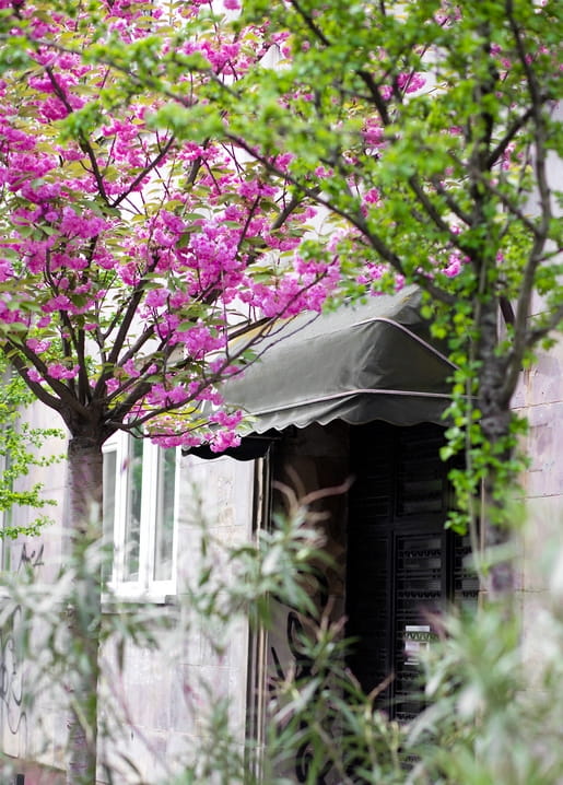 Pink cherry blossoms over a green awning and window on a city building