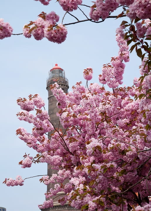 Pink cherry blossom branches framing a lighthouse tower against blue sky