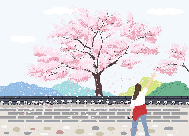 Frau greift nach rosa Kirschblüten an einer alten Steinmauer