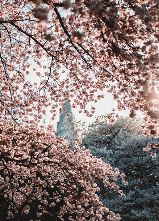 Pale pink cherry blossom branches framing a stone tower in spring haze