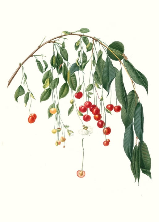 Botanical illustration of a cherry branch with ripe fruit, blossom, and leaves by Giorgio Gallesio
