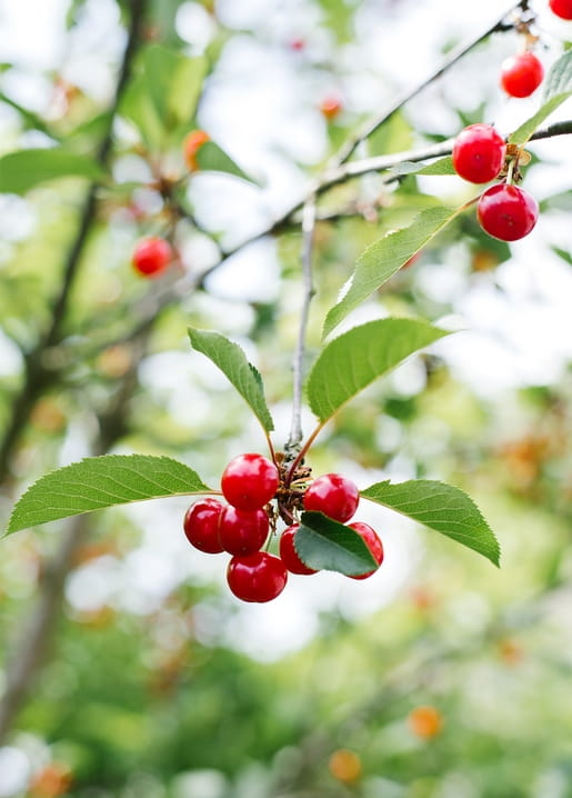 Büschel reifer Kirschen am Zweig mit grünen Blättern vor unscharfem Obstgarten