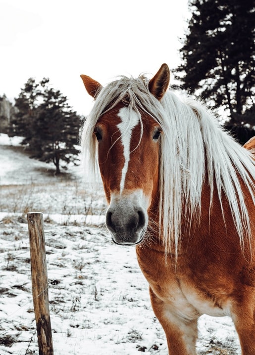 Close-up of a chestnut horse with a long flaxen mane in a snowy pasture