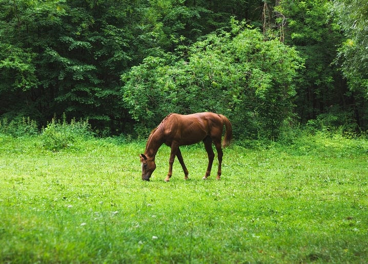 Chestnut horse grazing in a green meadow at the forest edge