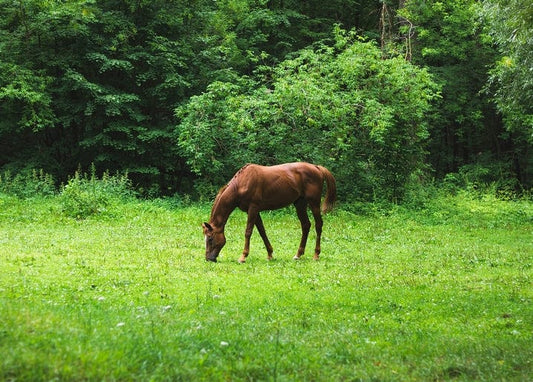 Chestnut horse grazing in a green meadow at the forest edge
