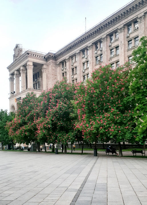 Pink blooming chestnut trees along Khreshchatyk street with a colonnaded building behind, Kyiv
