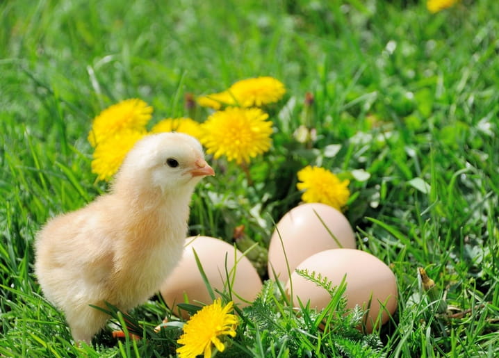 Fluffy yellow chick beside dandelions and pastel eggs in spring grass