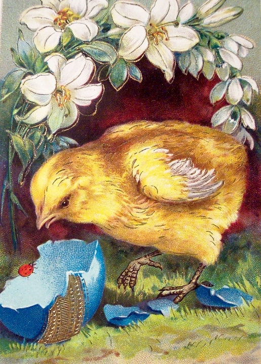 Gelbes Küken schlüpft aus blauer Eierschale zwischen weißen Osterlilien, Marienkäfer auf der Schale